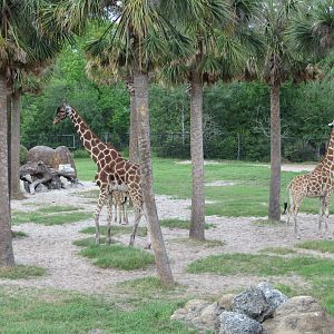 Reticulated Giraffes