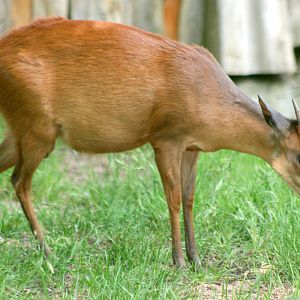Red duiker; London Zoo; 27th May 2017