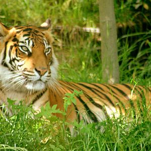Sumatran tiger; London Zoo; 27th May 2017
