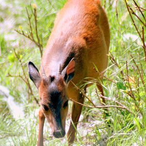 Red duiker; London Zoo; 27th May 2017
