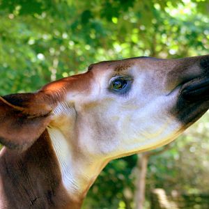 Okapi; London Zoo; 27th May 2017