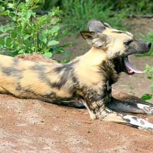 African hunting dog; London Zoo; 27th May 2017