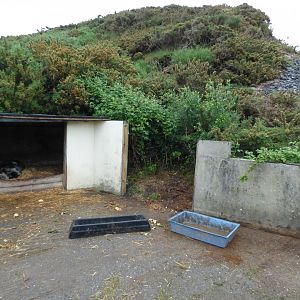 Kune Kune Pig Yard plus Extension