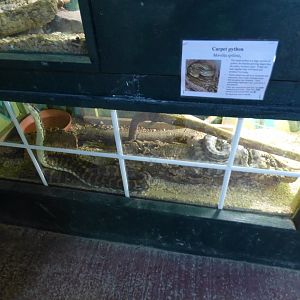 Carpet Python Vivarium