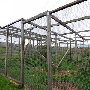 New Asian Palm Civet Enclosure in new the Lion extension