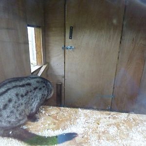 Asian Palm Civet Indoor