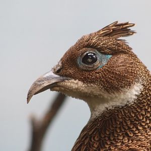 Himalayan Monal