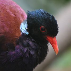 Green-naped Pheasant-pigeon