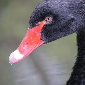 Black Swan