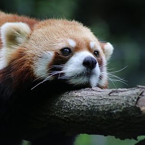 Red Panda