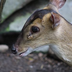 Reeves' Muntjac