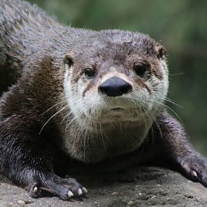 North American River Otter