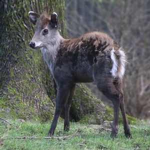 Tufted Deer