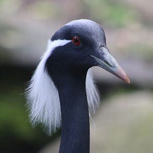 Demoiselle Crane