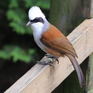 White-crested Laughingthrush