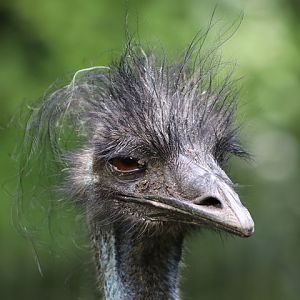 Common Emu