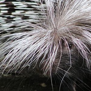 Cape Porcupine