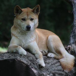 Dingo