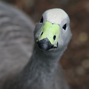 Cape Barren Goose