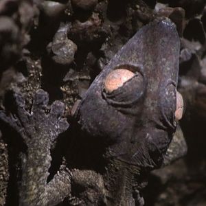Henkel's Leaf-tailed Gecko