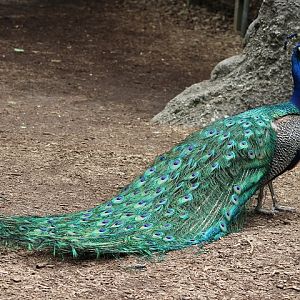 Indian Peafowl