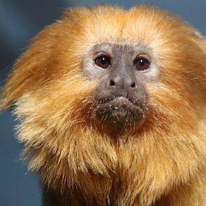 Golden Lion Tamarin