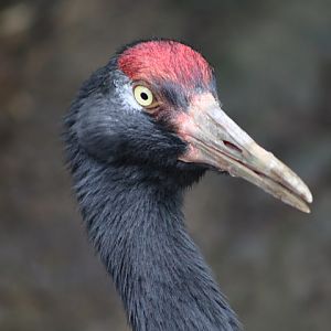 Black-necked Crane