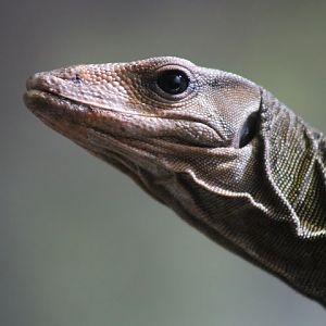 Solomon Island Spiny Monitor