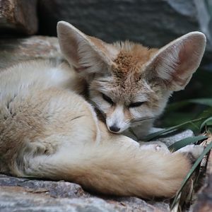 Fennec Fox
