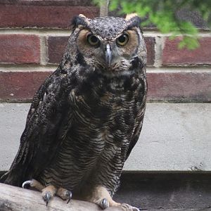 Great Horned Owl