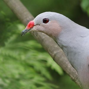 Red-knobbed Imperial-pigeon