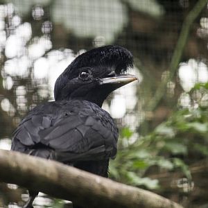 Long-wattled umbrellabird (Cephalopterus penduliger)