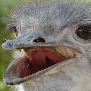 Ostrich