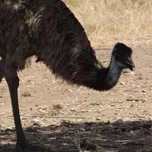 Emu