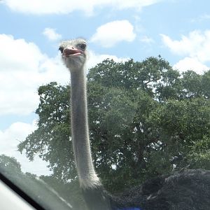Ostrich