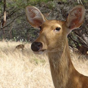 Barasingha deer