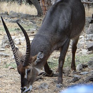 Waterbuck