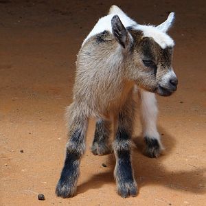 Baby goat