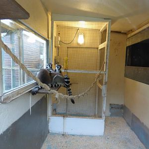Ring-Tailed Lemur Indoor