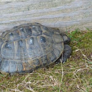 Tortoise ID?
