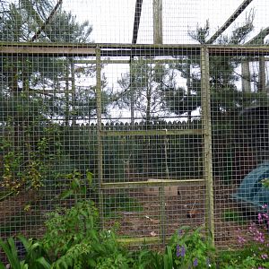Part of Lynx Enclosure (Former Ocelot)