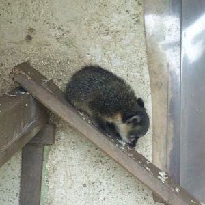 Coati Pup