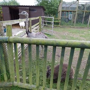 Rhea and Wallaby