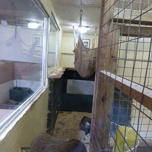 Vervet Monkey Indoor