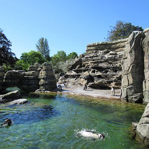 Humboldt Penguin Exhibit (only a small section of the large habitat)