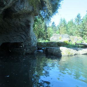 Sleeping Grizzly Bear