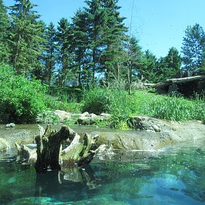 North American River Otter Exhibit + Rocky Mountain Goat Exhibit (see goat on hill?)