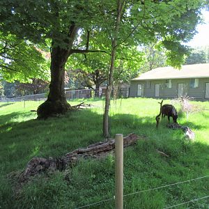 Lowland Anoa Exhibit