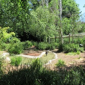 Hooded Crane/Bar-Headed Goose Exhibit