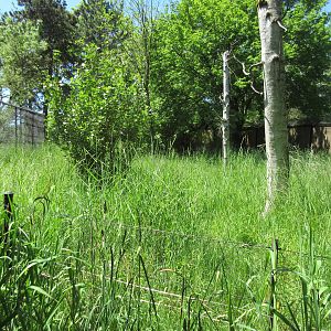 White-Naped Crane Exhibit (1st of 2 exhibits)